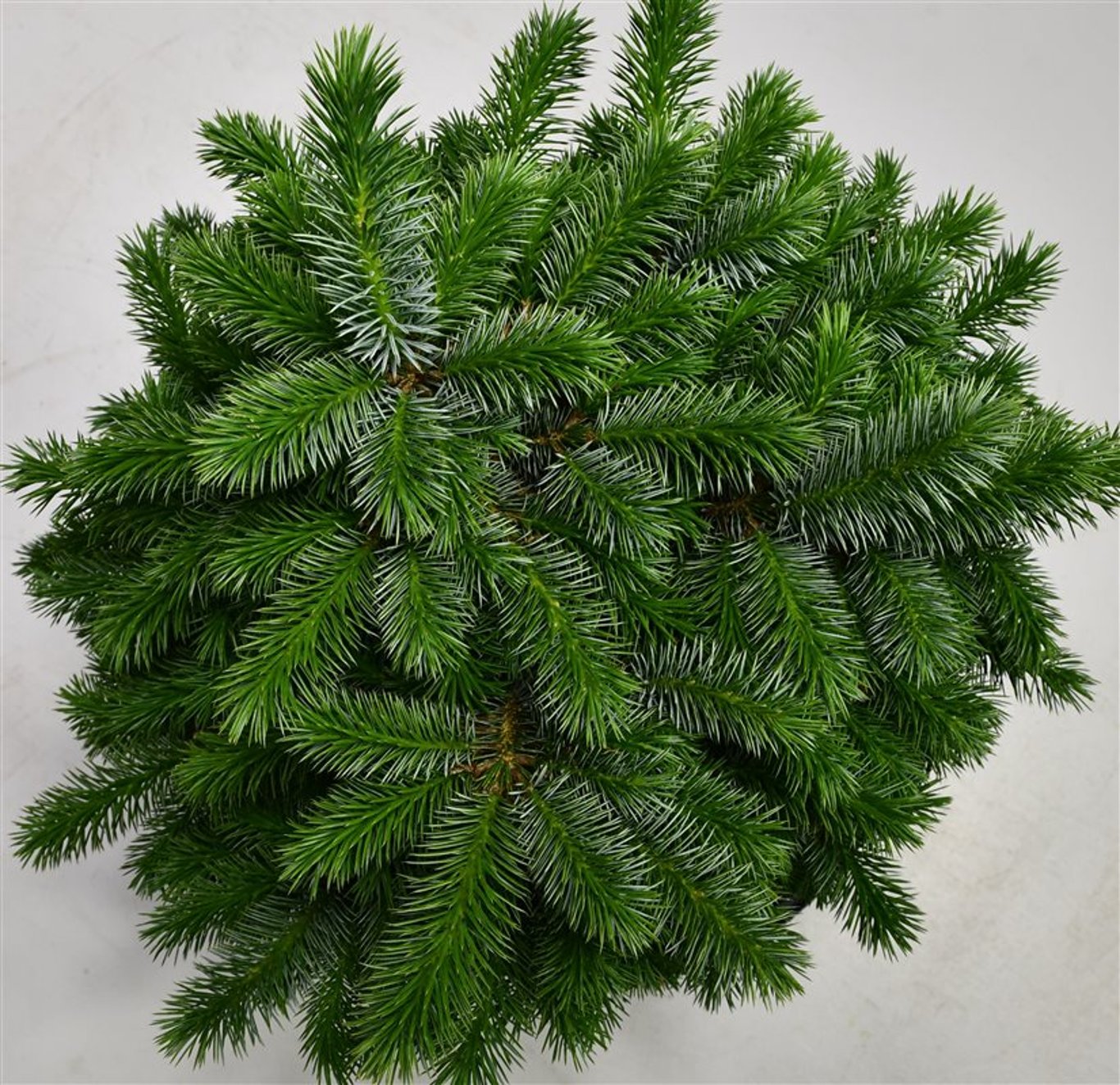 Picea sitchensis 'Tenas' - C12 35-40 CM